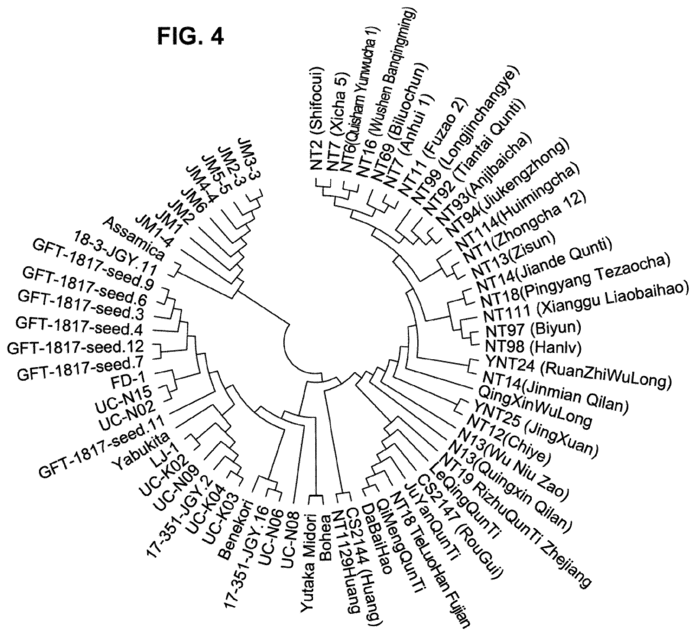 Figure 4: circular phylogenetic dendrogram of 68 tea cultivars including UC-K03 and UC-K04