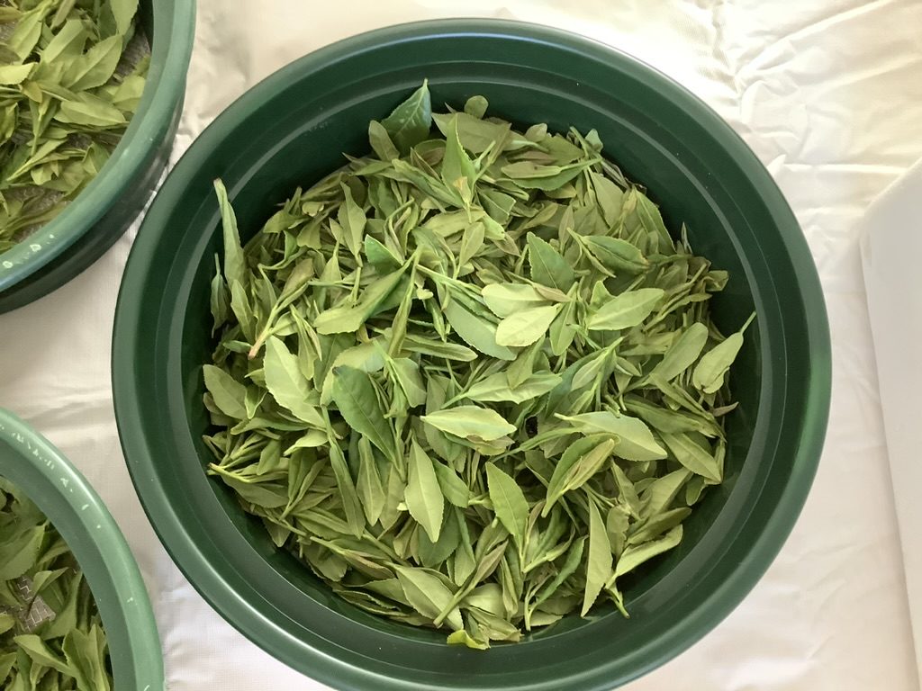 Bowls of harvested tea leaf destined for Redwood Tea Estate