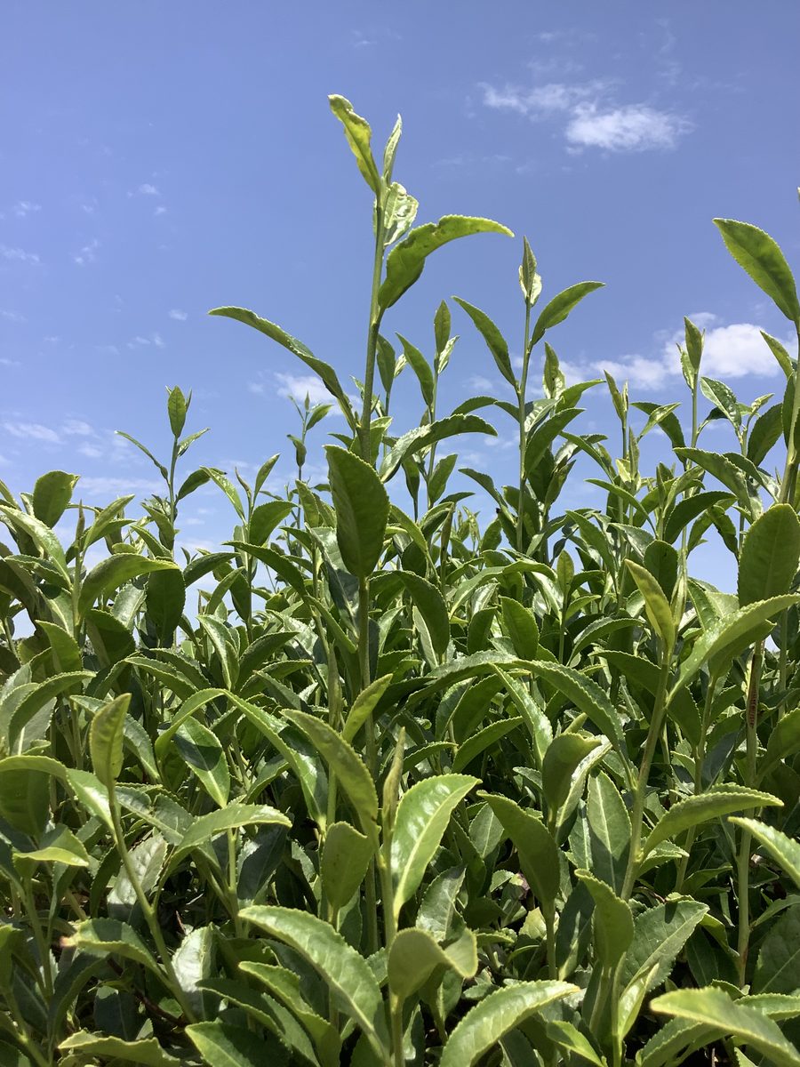New tea shoots growing at the KAREC test plot under a blue sky