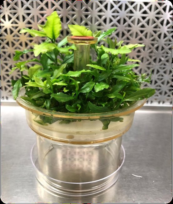 Established tea plantlet culture growing in a sealed tissue-culture vessel